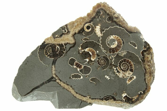 Polished Ammonite (Promicroceras) Slab - Marston Magna Marble #211313